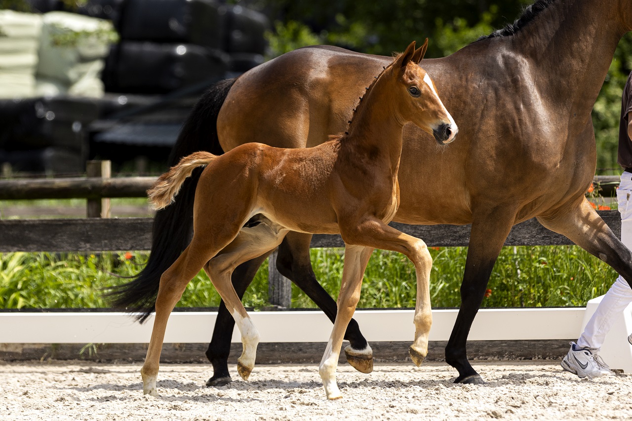 Richmond TC * Dynamic Dream uit de moeder van Blue Hors Monte Carlo TC