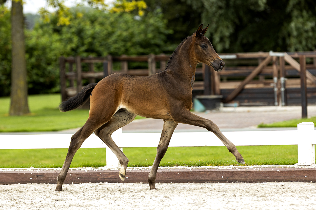 Rieky's Design * Fürst Dior uit de moeder van Hermès