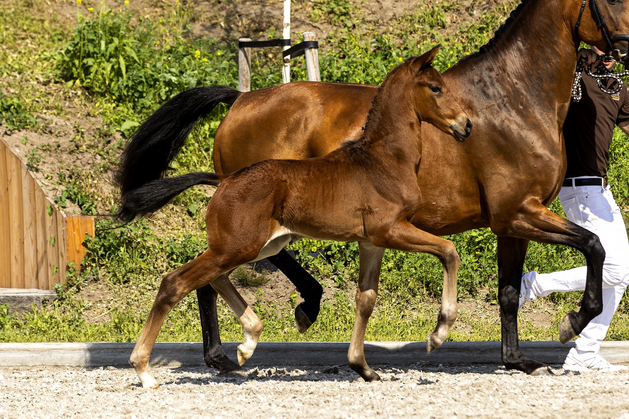 Riley Rules * Livius x Florencio