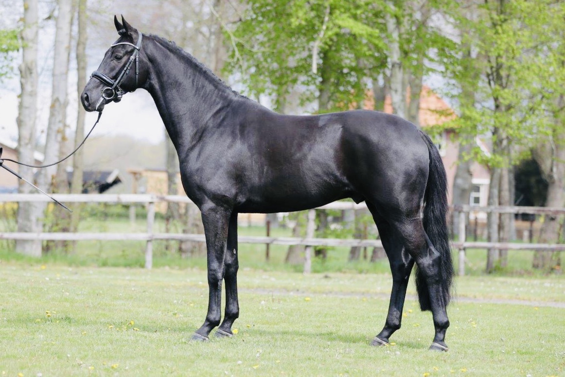 Next Romancier * Fürst Romancier x San Amour I