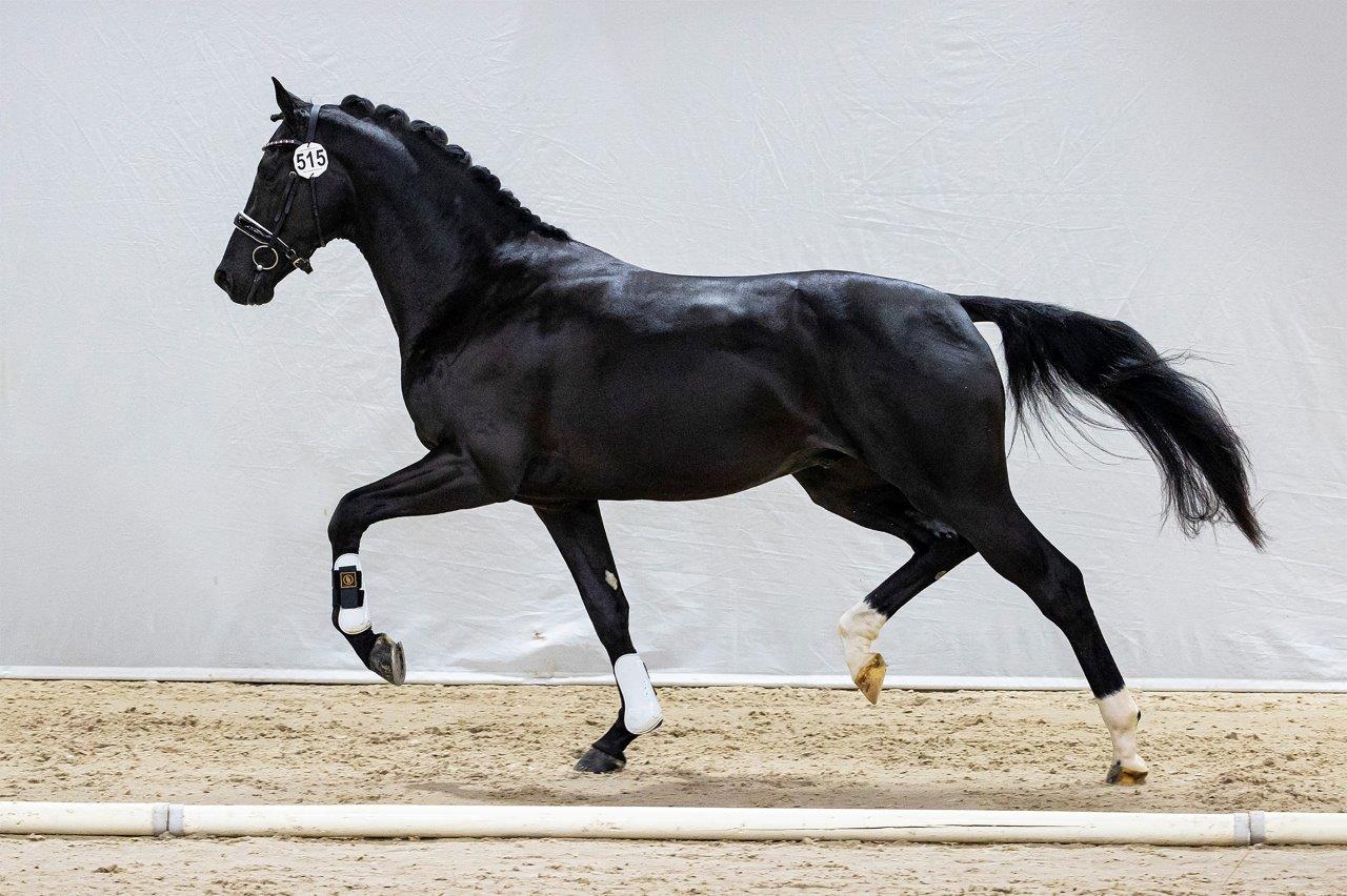 Nick Wimphof *Just Wimphof x Bordeaux