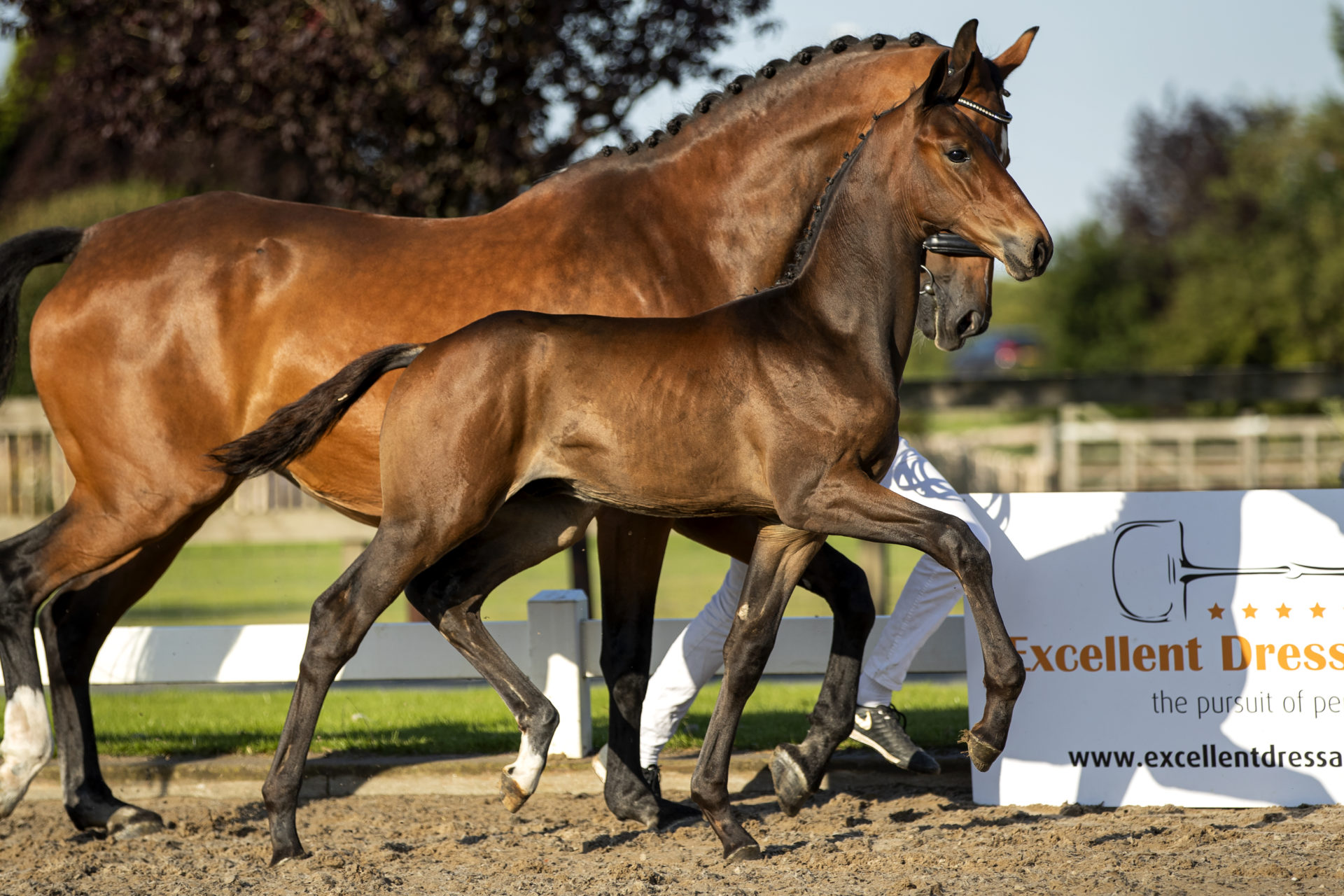 Pardoux * Fürst Toto x Krack C x Ferro