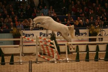 Zurich Zürich als 2.5 jarige hengst tijdens het vrijspringen op de KWPN Hengstenkeuring 2007