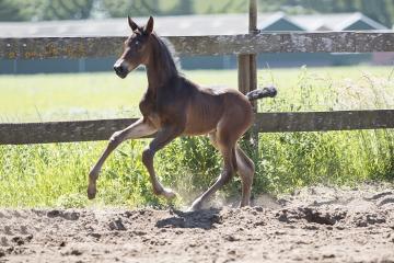 For Gribaldi veulen For Gribaldi x Flemmingh x Jazz x Chronos Fok. Grad en Ad Gijsbers te Loosbroek